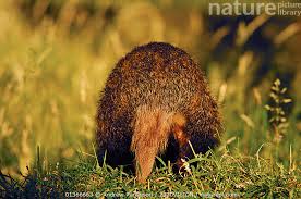 Attēlu rezultāti vaicājumam “Meles meles adult”