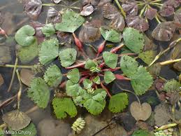 Attēlu rezultāti vaicājumam “Trapa natans”