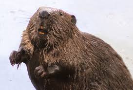 Attēlu rezultāti vaicājumam “Castor fiber”