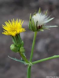 Attēlu rezultāti vaicājumam “Sonchus”