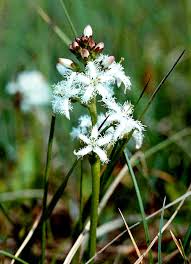 Attēlu rezultāti vaicājumam “Menyanthes trifoliata fruit”