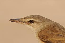 Attēlu rezultāti vaicājumam “Acrocephalus arundinaceus adult”