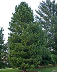Image result for Pinus cembra