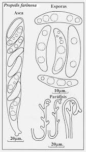Attēlu rezultāti vaicājumam “Propolis farinosa”