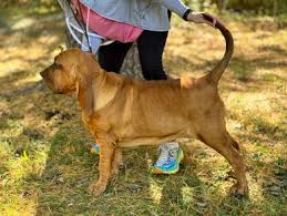 Image result for Carlisle BloodHounds