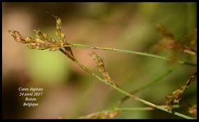 Attēlu rezultāti vaicājumam “Carex digitata flower”