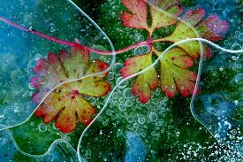 Attēlu rezultāti vaicājumam “Geranium molle leaf”