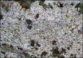 Attēlu rezultāti vaicājumam “Lobaria amplissima”