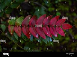Attēlu rezultāti vaicājumam “Mahonia aquifolium leaf”