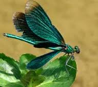 Attēlu rezultāti vaicājumam “Calopteryx virgo male”