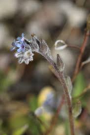 Attēlu rezultāti vaicājumam “Myosotis micrantha”