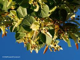 Attēlu rezultāti vaicājumam “Tilia x moltkei leaf”