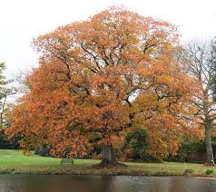Attēlu rezultāti vaicājumam “Quercus rubra”