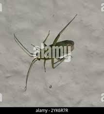 Attēlu rezultāti vaicājumam “Blepharidopterus angulatus”