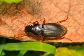 Attēlu rezultāti vaicājumam “Harpalus sp.”