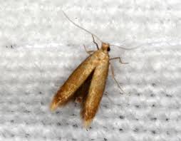 Attēlu rezultāti vaicājumam “Tischeria ekebladella”