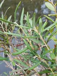 Attēlu rezultāti vaicājumam “Andromeda polifolia leaf”