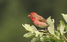 Attēlu rezultāti vaicājumam “Carpodacus erythrinus”