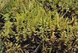 Attēlu rezultāti vaicājumam “Calliergon cordifolium”