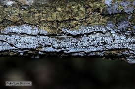 Attēlu rezultāti vaicājumam “Badhamia utricularis macro”