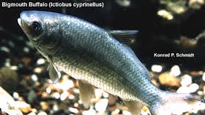 Image result for Ictiobus cyprinellus