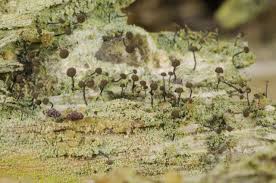 Attēlu rezultāti vaicājumam “Sclerophora coniophaea”