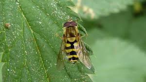 Attēlu rezultāti vaicājumam “Syrphus sp.”
