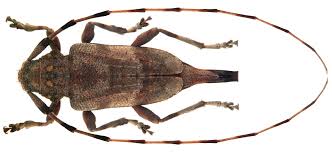 Attēlu rezultāti vaicājumam “Acanthocinus aedilis”