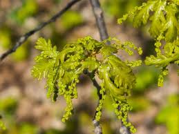Attēlu rezultāti vaicājumam “Quercus robur male flower”