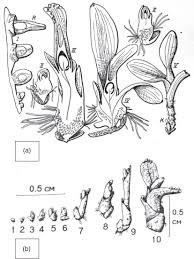 Attēlu rezultāti vaicājumam “Hammarbya paludosa”