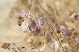 Image result for Lunaria annua