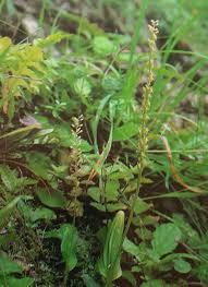 Attēlu rezultāti vaicājumam “Malaxis monophyllos flower”