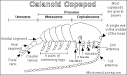 Copepod Printout - Enchanted Learning Software
