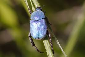 Attēlu rezultāti vaicājumam “Hoplia parvula”