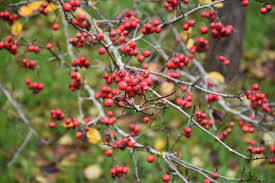 Attēlu rezultāti vaicājumam “Crataegus persimilis”