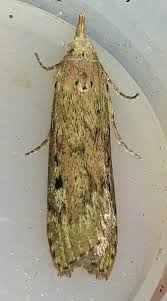 Attēlu rezultāti vaicājumam “Aphomia sociella”