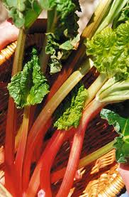 Attēlu rezultāti vaicājumam “Rheum rhabarbarum fruit”