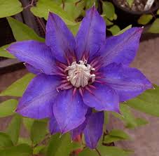 Image result for clematis multi blue