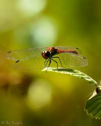 Attēlu rezultāti vaicājumam “Sympetrum sanguineum”