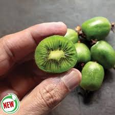 Attēlu rezultāti vaicājumam “Actinidia kolomikta fruit”