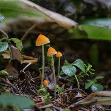 Attēlu rezultāti vaicājumam “Mycena acicula”