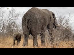 Attēlu rezultāti vaicājumam “Sacchiphantes abietis exuvia”