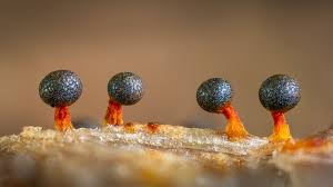 Attēlu rezultāti vaicājumam “Physarum bitectum macro”