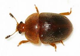 Attēlu rezultāti vaicājumam “Cychramus variegatus”