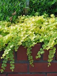 Image result for Lysimachia nummularia