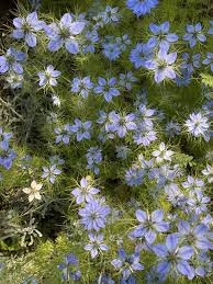 Image result for Nigella damascena