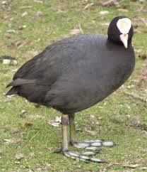 Attēlu rezultāti vaicājumam “Fulica atra adult”