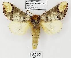 Attēlu rezultāti vaicājumam “Phalera bucephala”