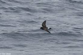 Image result for Oceanites oceanicus