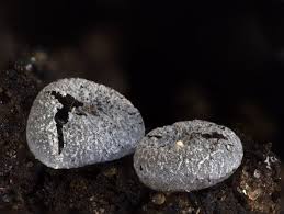 Attēlu rezultāti vaicājumam “Badhamia lilacina macro”